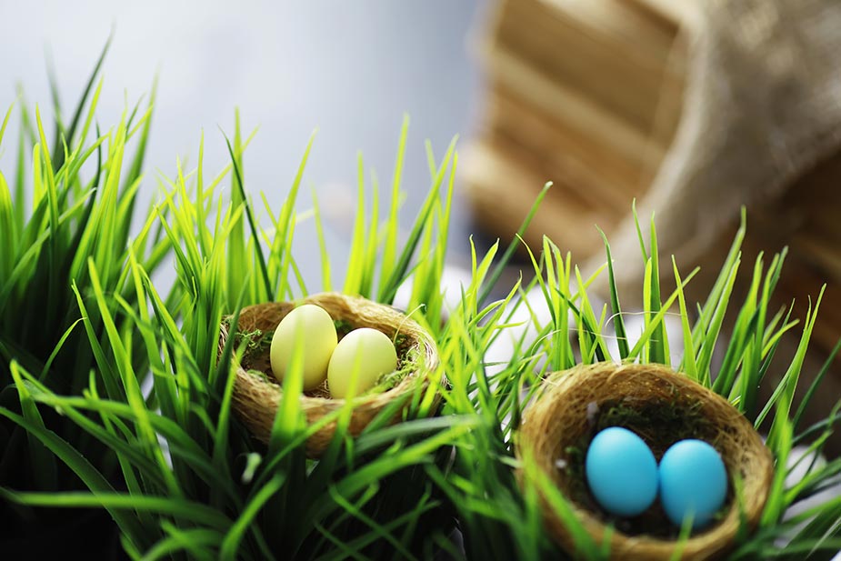 Zelena dekorativna trava sa dva improvizovana gnezda u kojima se nalae obojena jaja - Običaji za Uskrs
