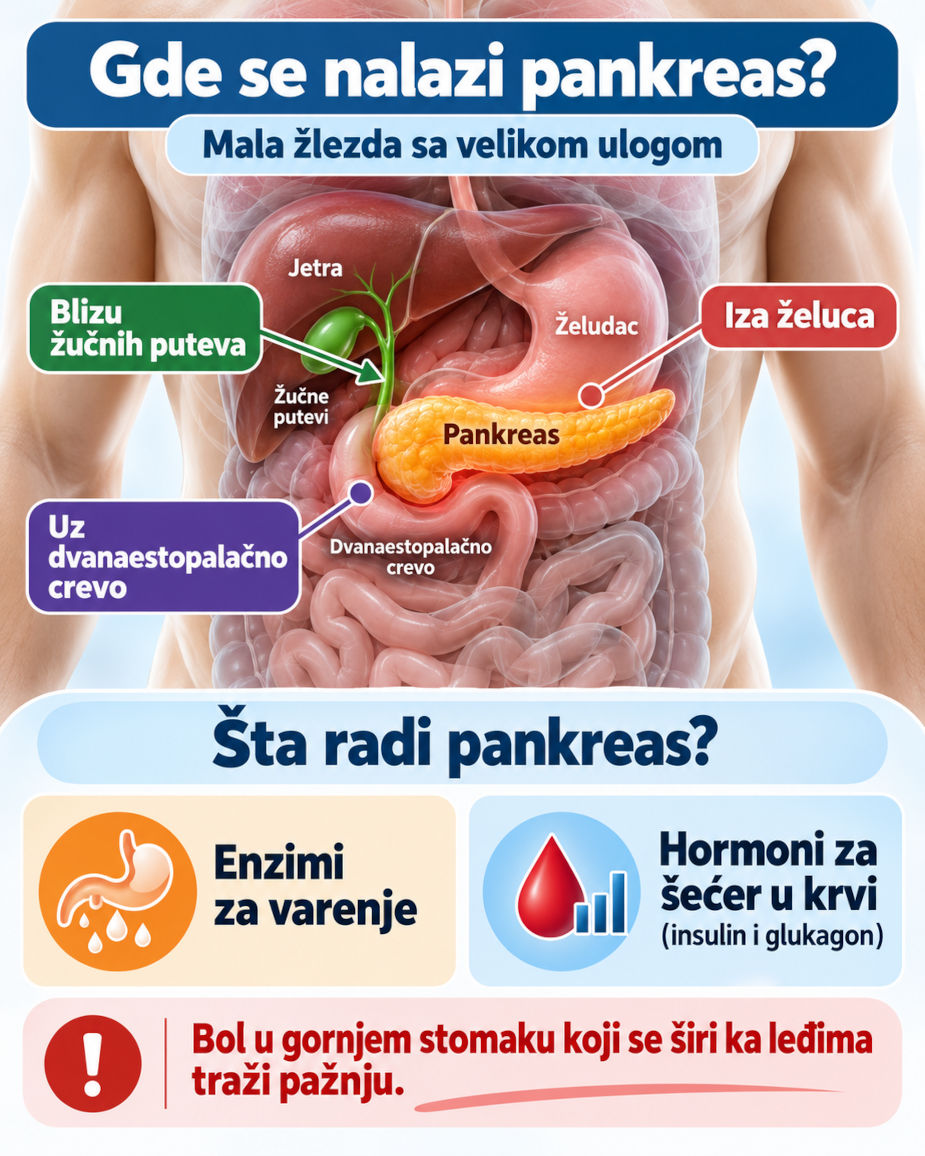 Infografika položaja pankreasa iza želuca i njegovih glavnih funkcija