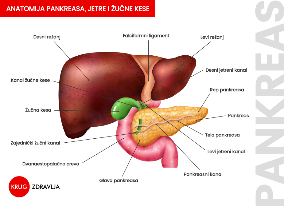 Grafički prikaz pankreasa, jetre i žučne kese