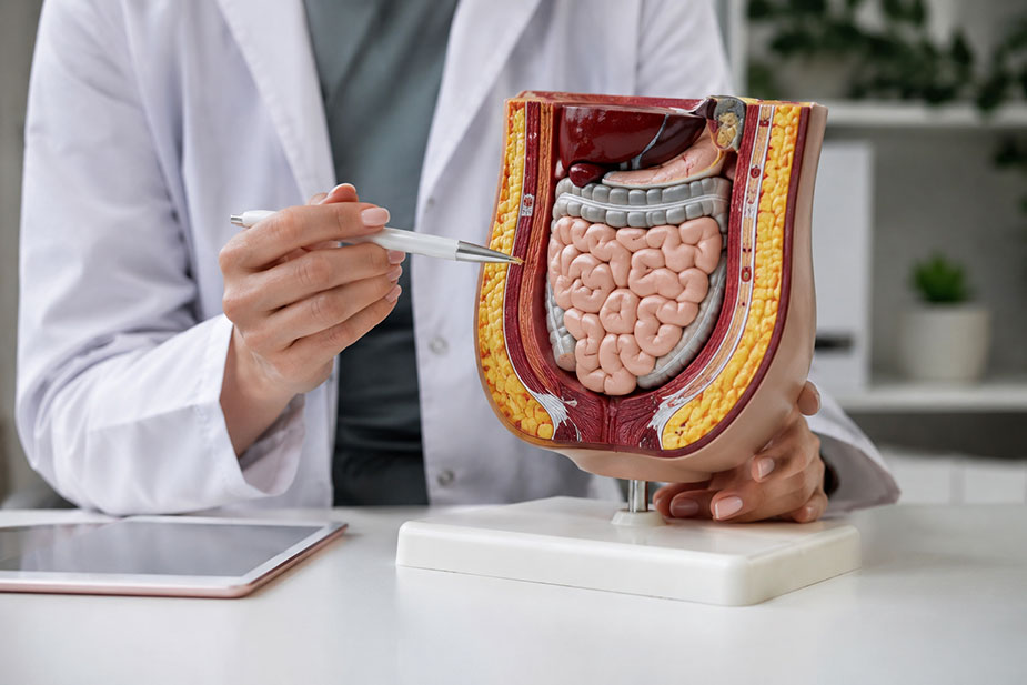 Medicinska ilustracija visceralne masti u trbušnoj duplji oko unutrašnjih organa